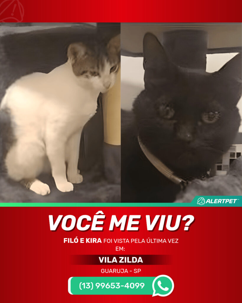 2-gatinhas-irmas-sempre-juntas-filo-e-kira-gato-desaparecido-guaruja-18-10-2025_lost_image