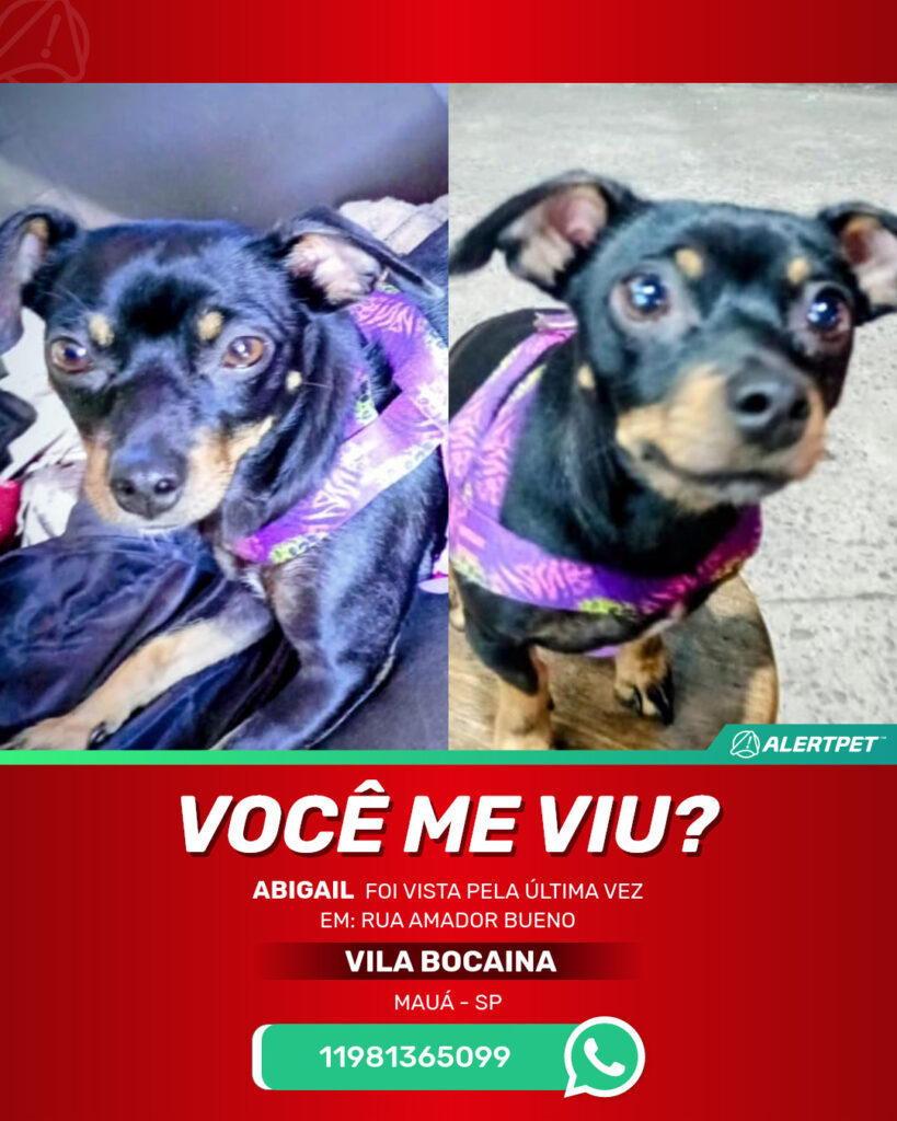 abigail-cachorro-desaparecido-maua-31-10-2025_lost_image