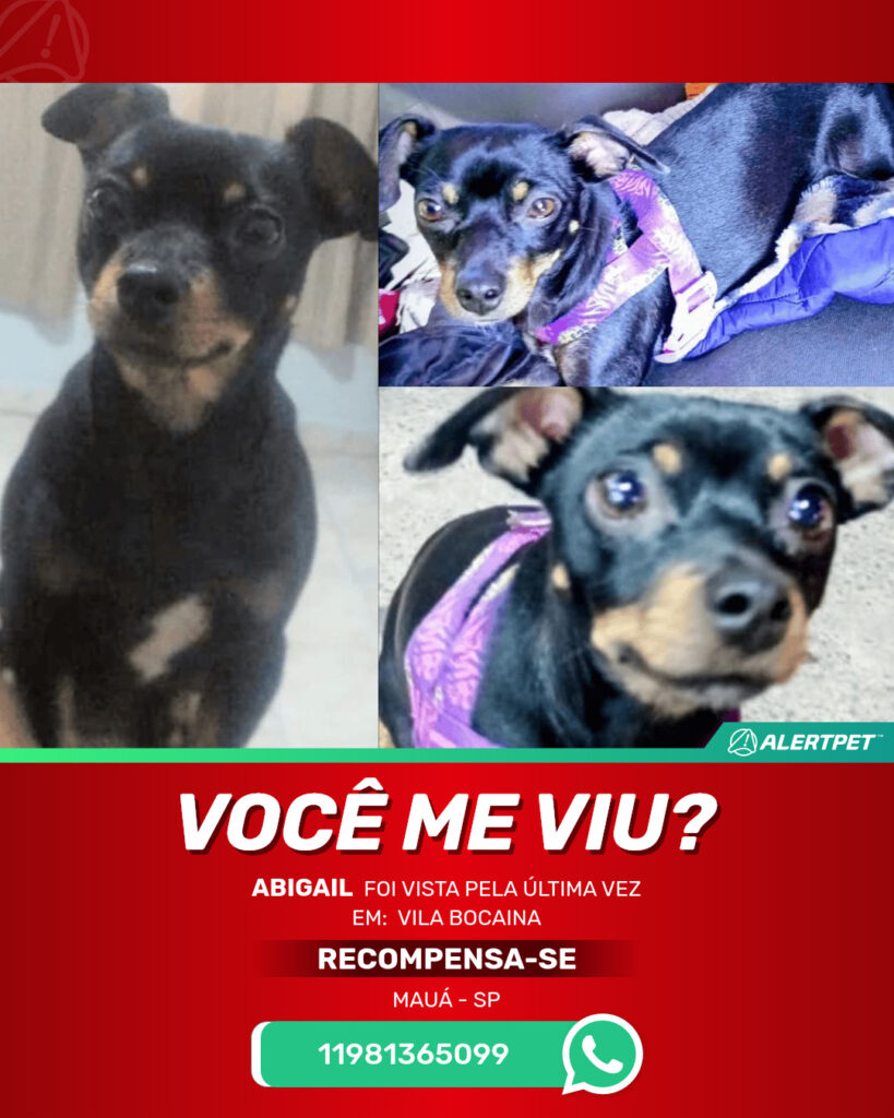 abigail-cachorro-desaparecido-maua-31-10-2025_lost_image