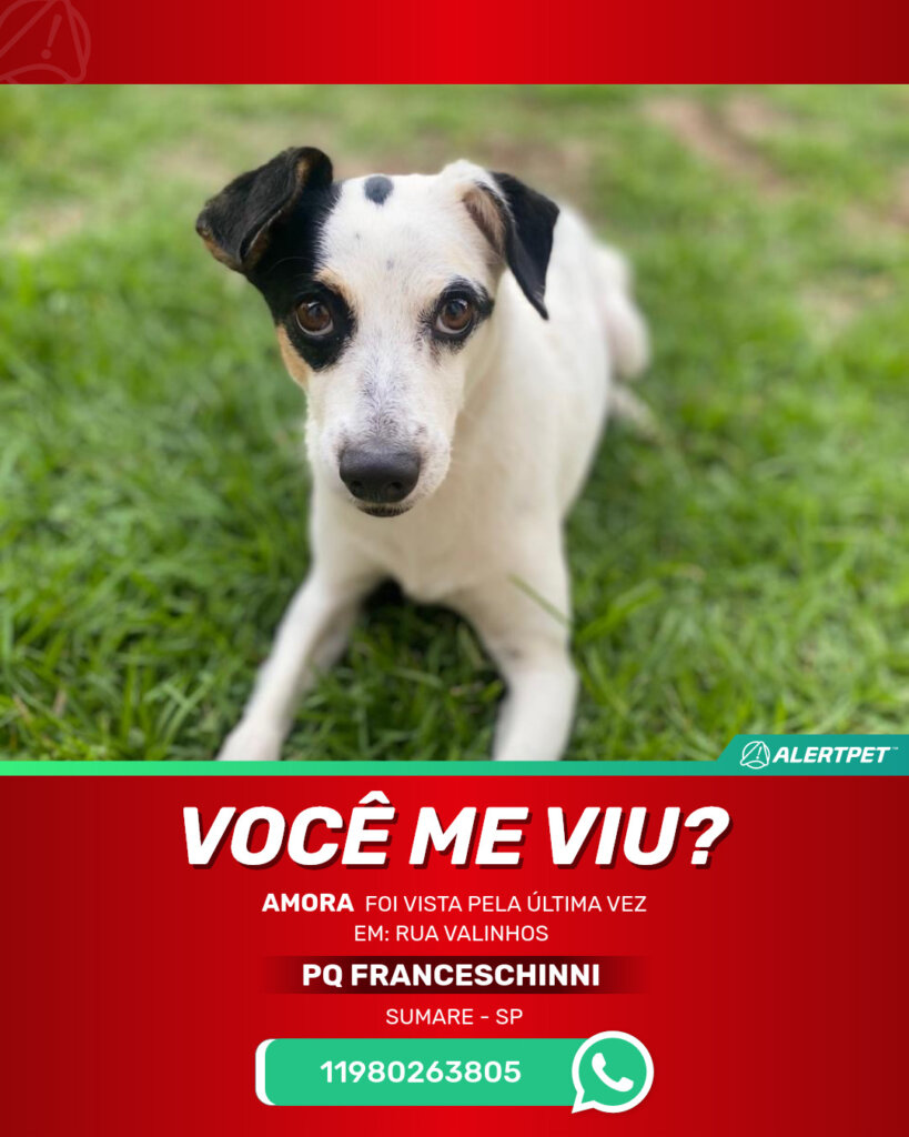 amora-cachorro-desaparecido-sumare-28-10-2025_lost_image