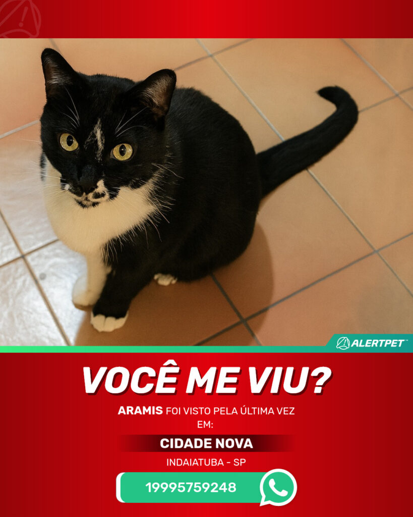 aramis-gato-desaparecido-indaiatuba-14-10-2025_lost_image