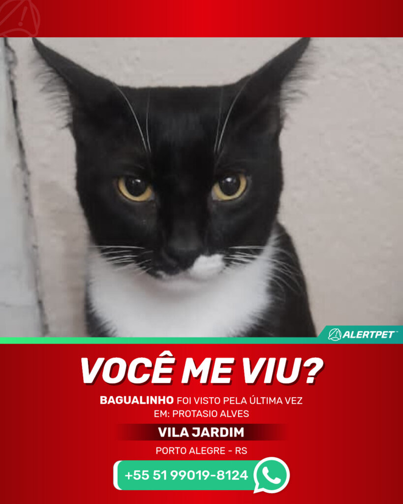 bagualinho-gato-desaparecido-porto-alegre-27-10-2025_lost_image