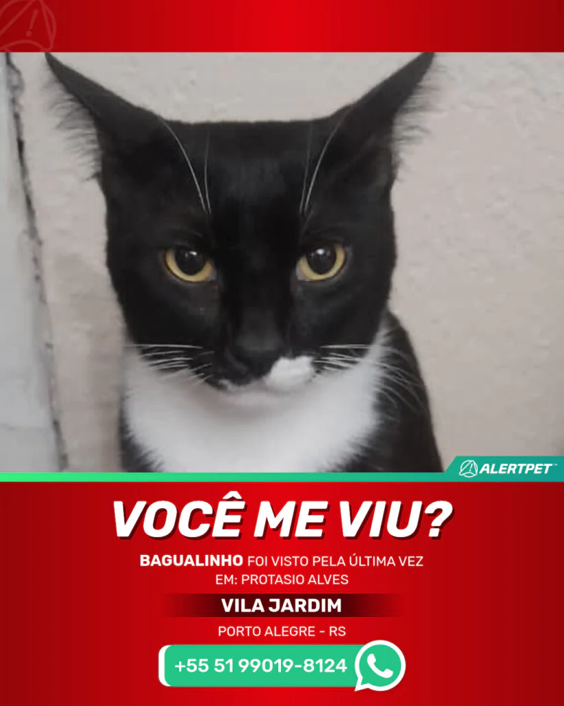bagualinho-gato-desaparecido-porto-alegre-27-10-2025_lost_image