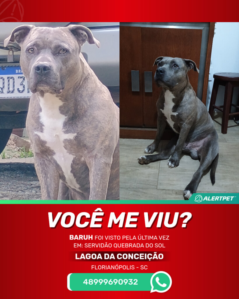 baruh-cachorro-desaparecido-florianopolis-26-10-2025_lost_image