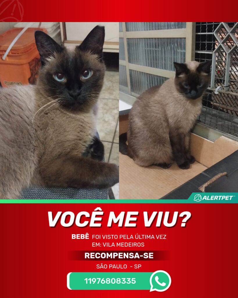 bebe-gato-desaparecido-sao-paulo-01-10-2025_lost_image