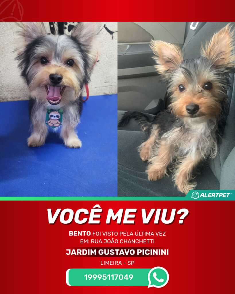 bento-cachorro-desaparecido-limeira-28-10-2025_lost_image