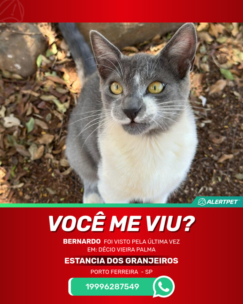 bernardo-gato-desaparecido-porto-ferreira-28-10-2025_lost_image