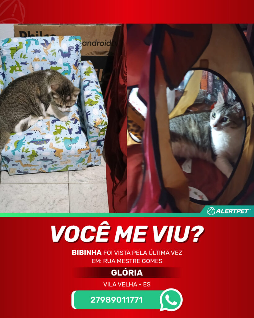 bibinha-gato-desaparecido-vila-velha-15-10-2025_lost_image