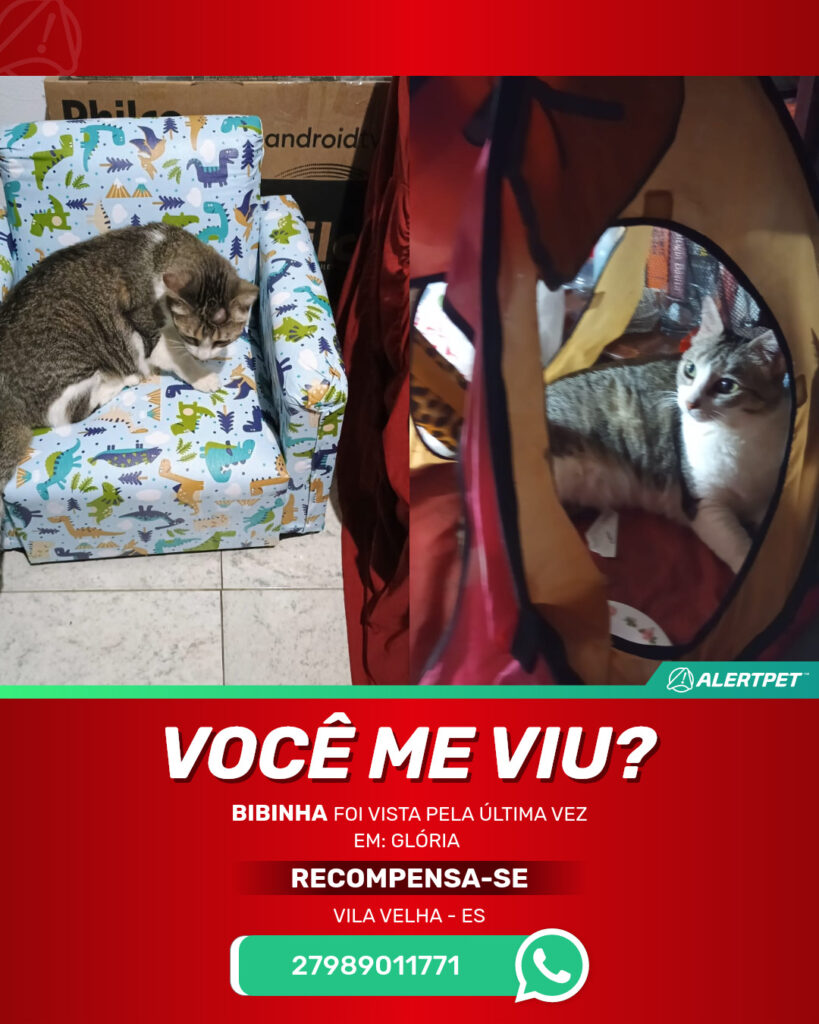 bibinha-gato-desaparecido-vila-velha-15-10-2025_lost_image