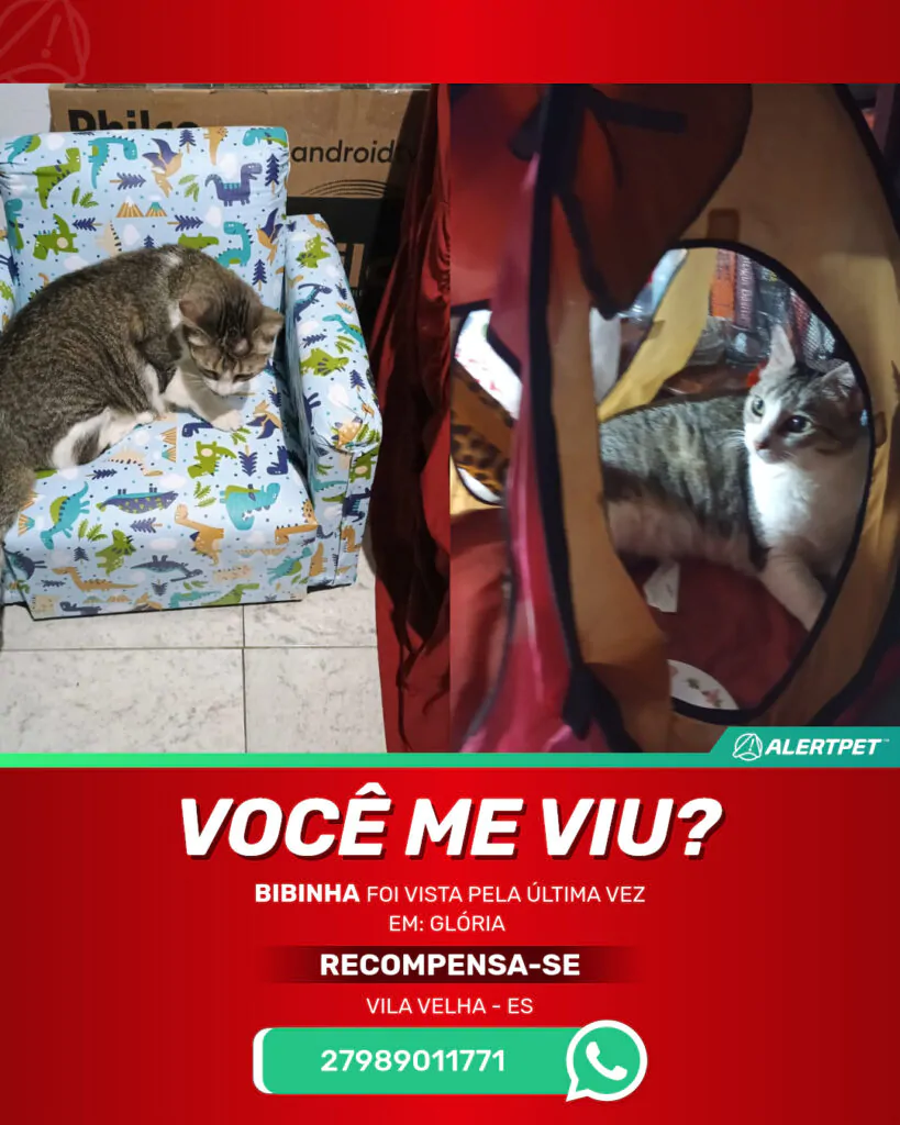 bibinha-gato-desaparecido-vila-velha-15-10-2025_lost_image