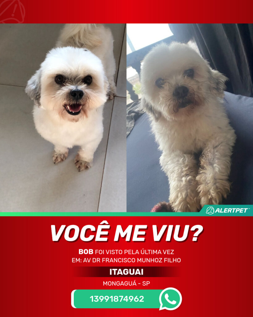 bob-cachorro-desaparecido-mongagua-27-10-2025_lost_image