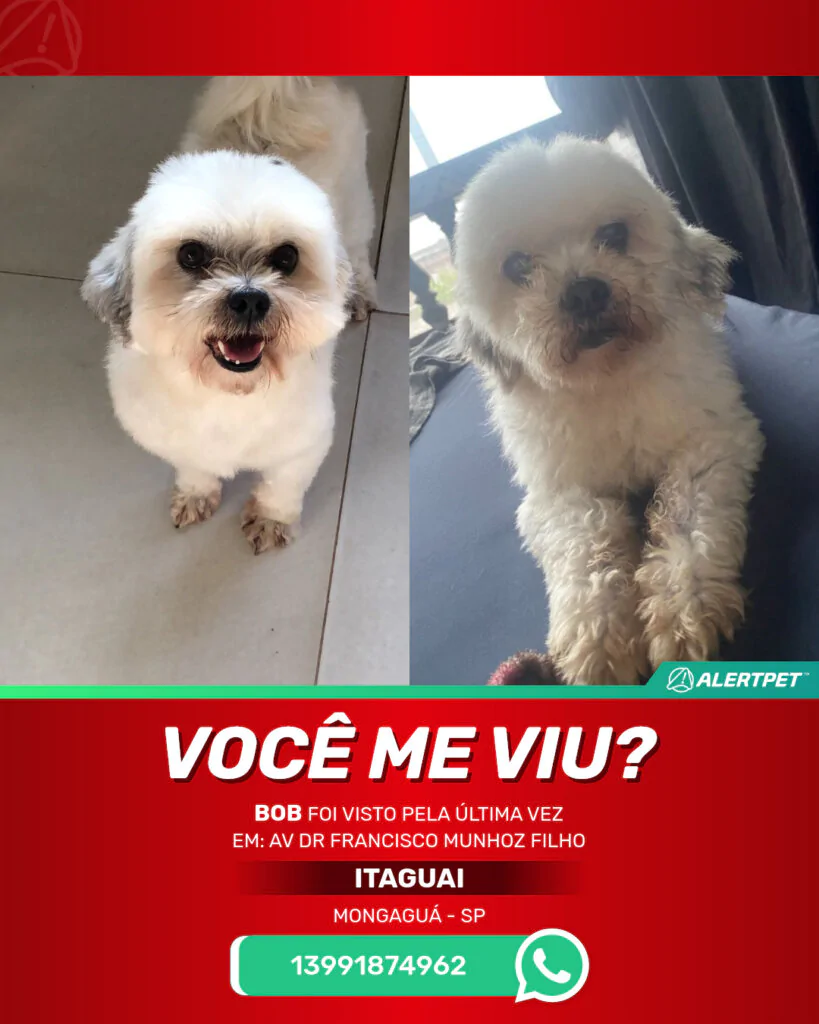 bob-cachorro-desaparecido-mongagua-27-10-2025_lost_image