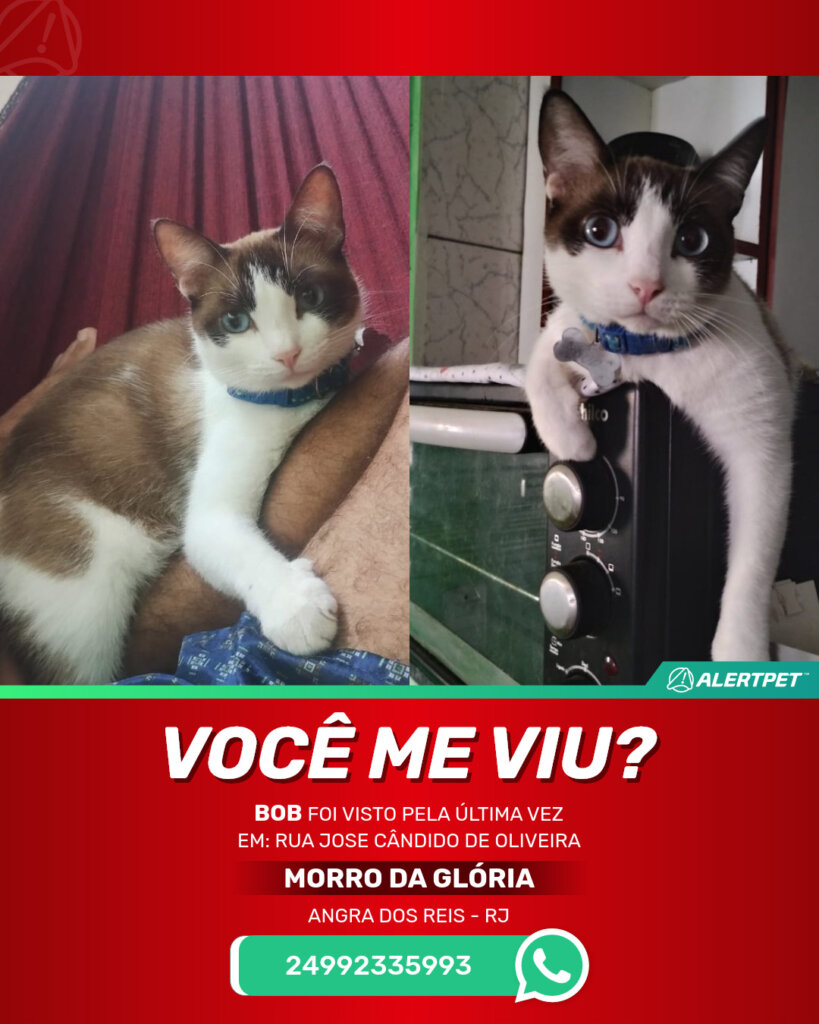 bob-gato-desaparecido-angra-dos-reis-30-10-2025_lost_image