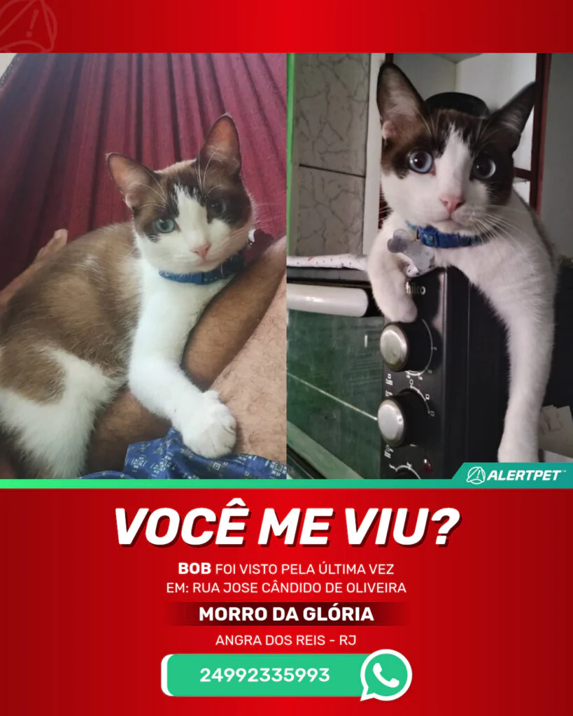 bob-gato-desaparecido-angra-dos-reis-30-10-2025_lost_image