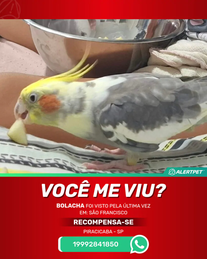 bolacha-passaro-desaparecido-piracicaba-29-10-2025_lost_image