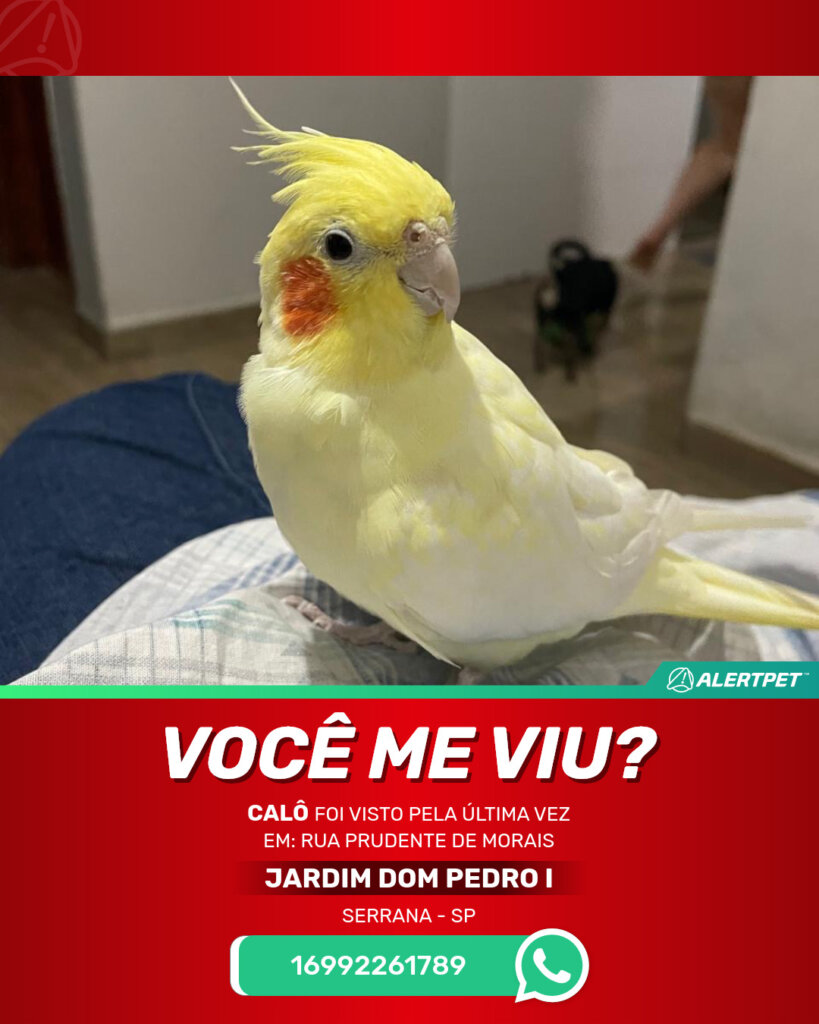 calo-passaro-desaparecido-serrana-31-10-2025_lost_image