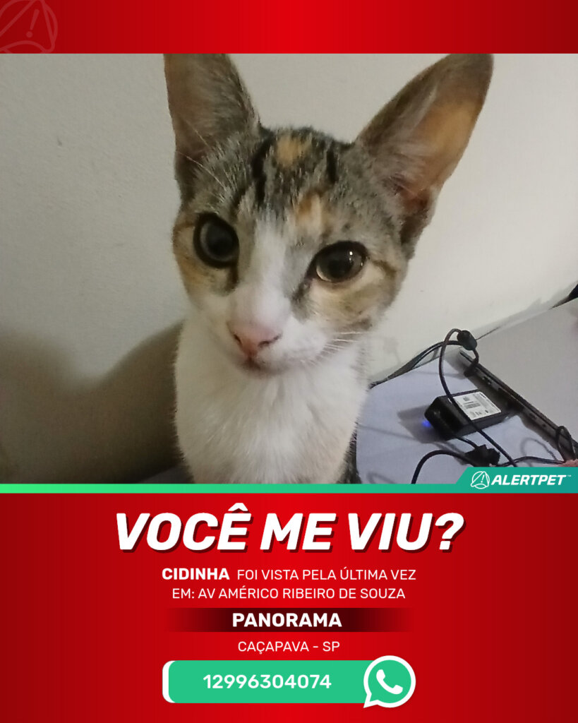 cidinha-gato-desaparecido-cacapava-23-10-2025_lost_image