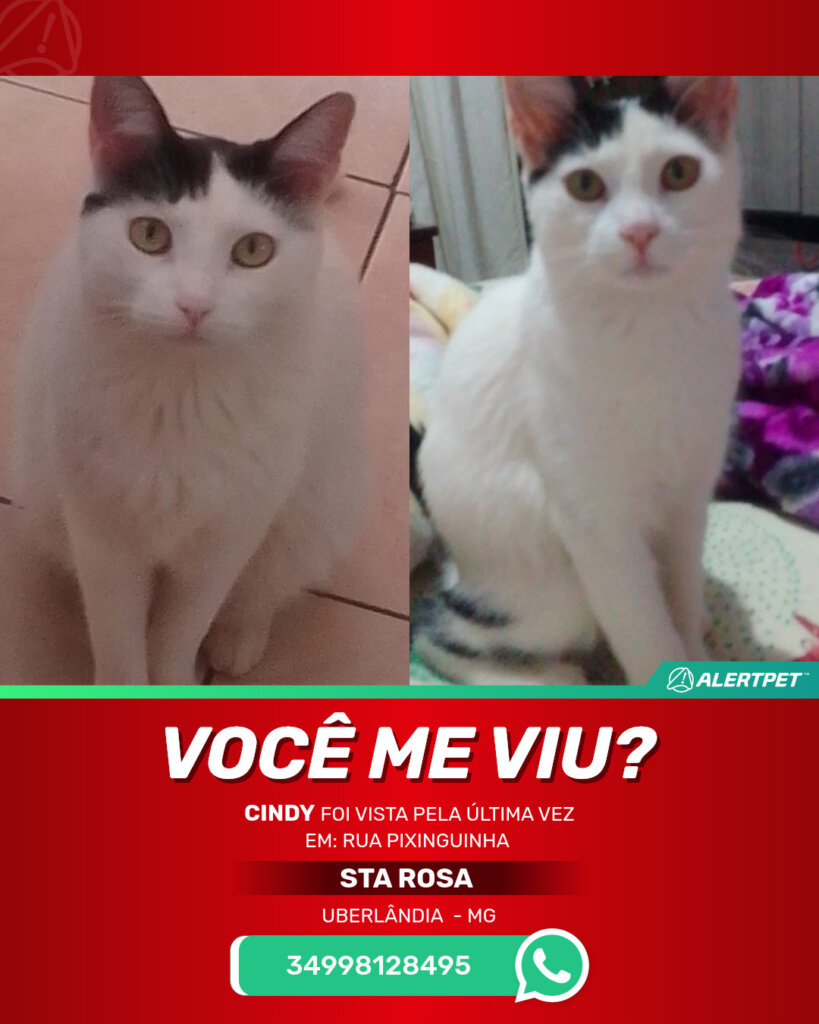 cindy-gato-desaparecido-uberlandia-28-10-2025_lost_image
