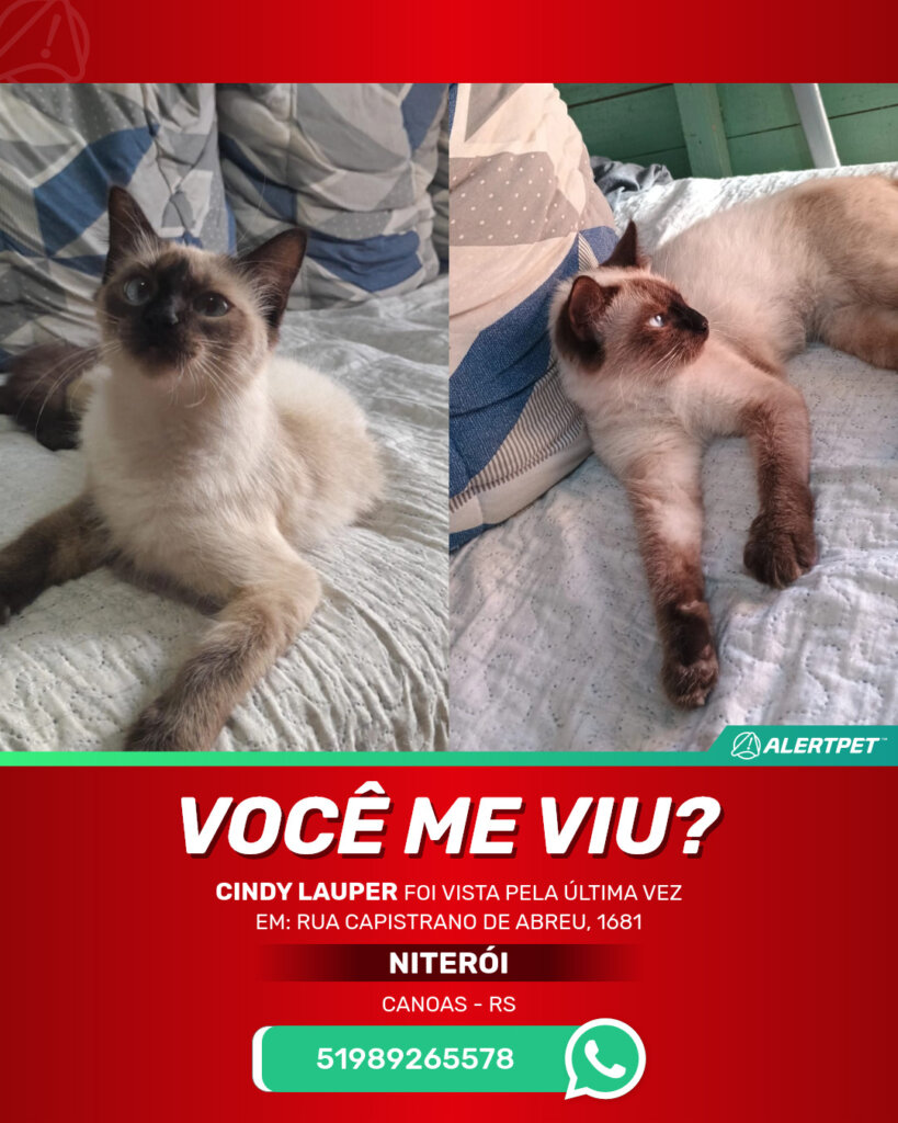 cindy-lauper-gato-desaparecido-canoas-01-11-2025_lost_image