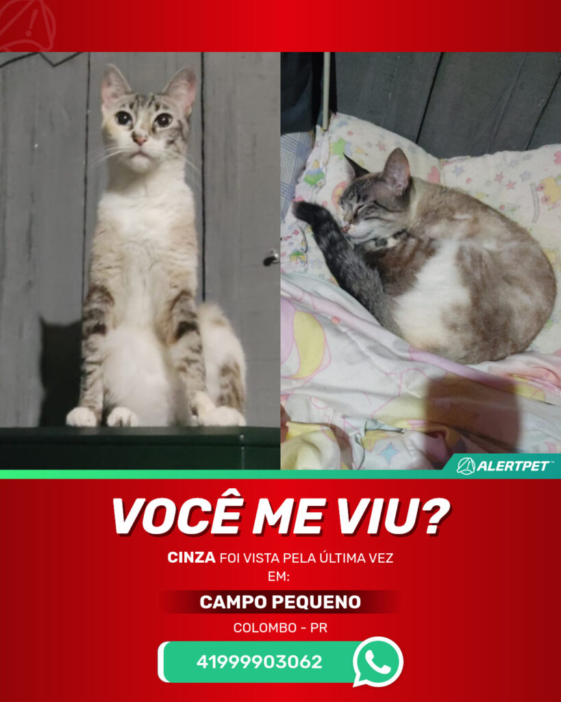 cinza-gato-desaparecido-colombo-09-10-2025_lost_image