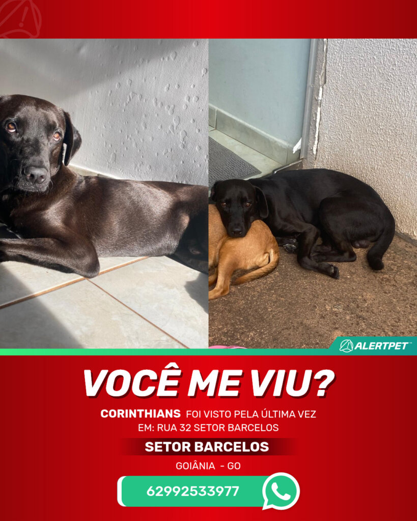 corinthians-cachorro-desaparecido-goiania-29-10-2025_lost_image