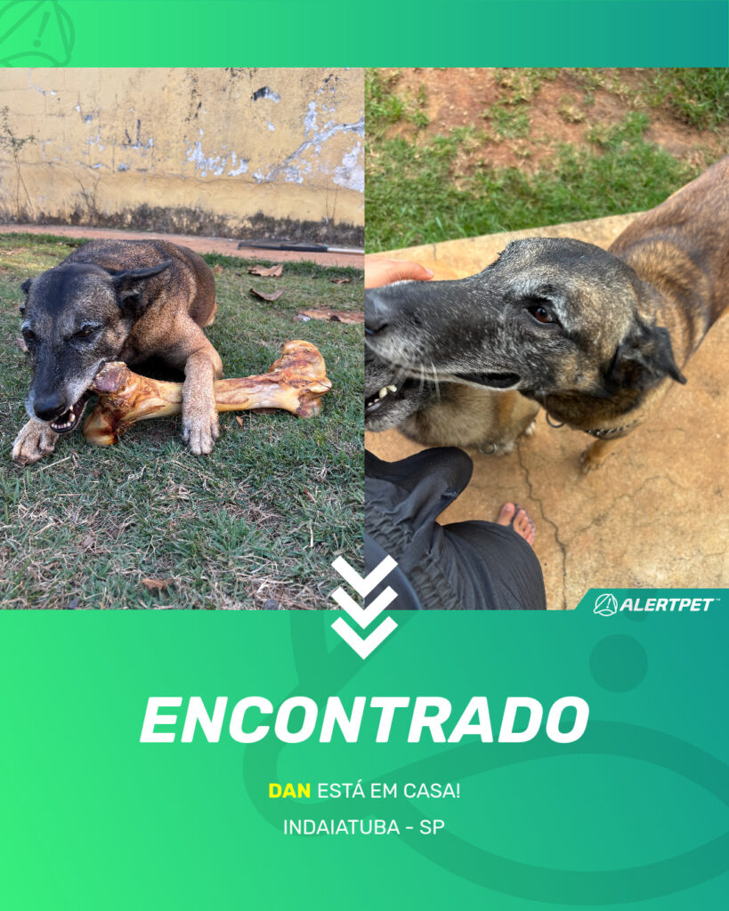 dan-cachorro-desaparecido-indaiatuba-09-10-2025_found_image