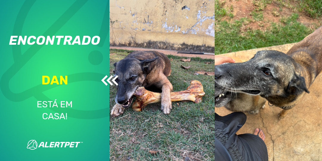 Cachorro Encontrado Indaiatuba, SP - Dan | AlertPet