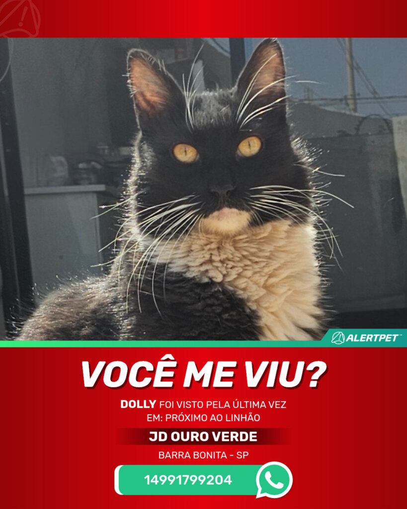 dolly-gato-desaparecido-barra-bonita-24-10-2025_lost_image