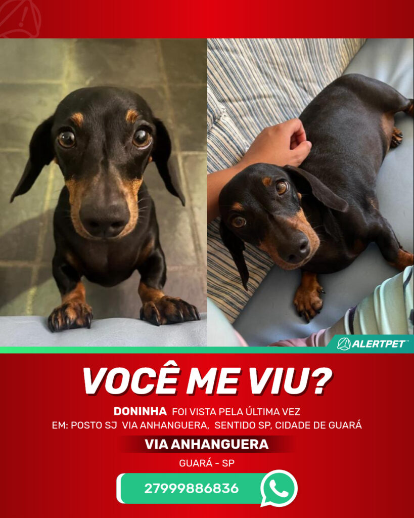 doninha-cachorro-desaparecido-serra-22-10-2025_lost_image