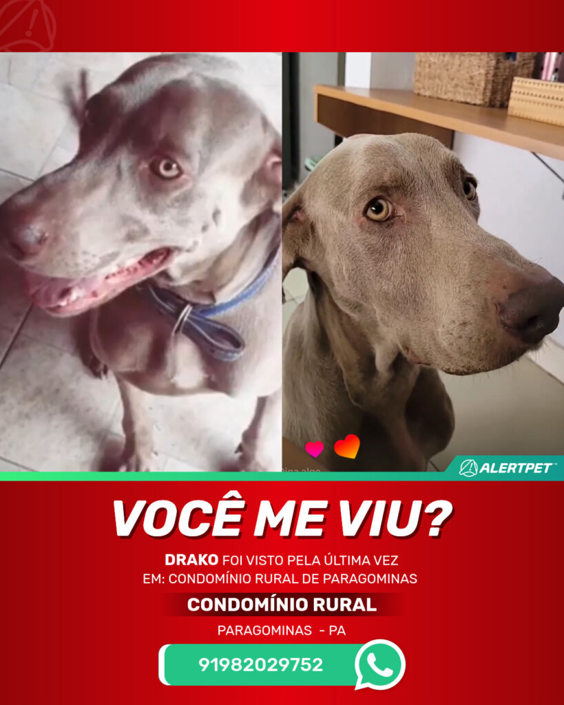 drako-cachorro-desaparecido-paragominas-29-10-2025_lost_image