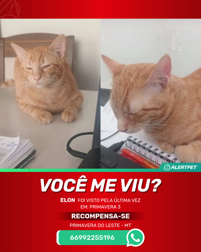 elon-gato-desaparecido-primavera-do-leste-27-10-2025_lost_image