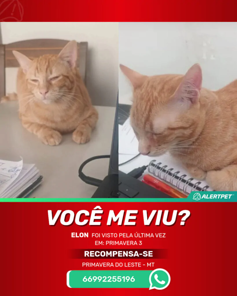 elon-gato-desaparecido-primavera-do-leste-27-10-2025_lost_image