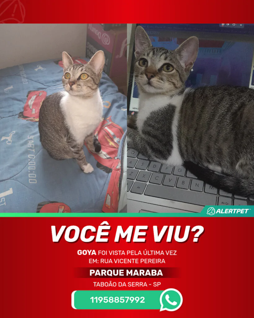 goya-gato-desaparecido-taboao-da-serra-30-10-2025_lost_image