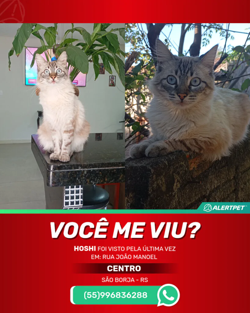 hoshi-gato-desaparecido-sao-borja-29-10-2025_lost_image