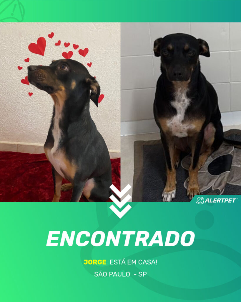 jorge-cachorro-desaparecido-sao-paulo-29-10-2025_found_image