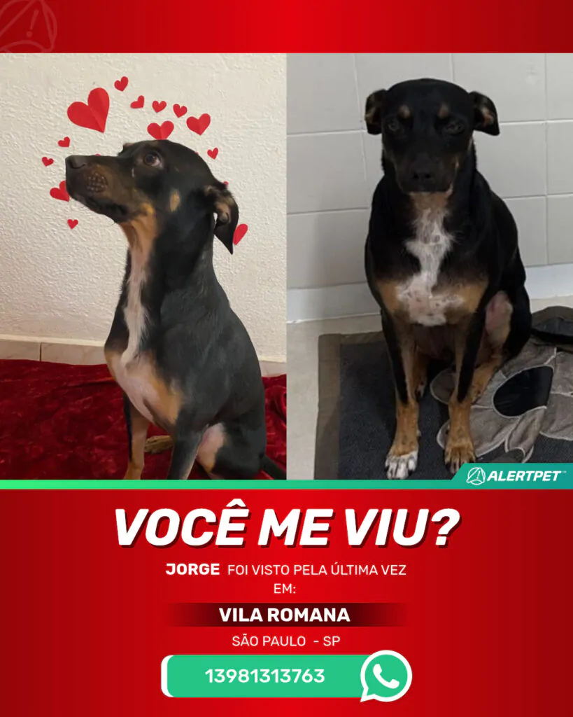 jorge-cachorro-desaparecido-sao-paulo-29-10-2025_lost_image