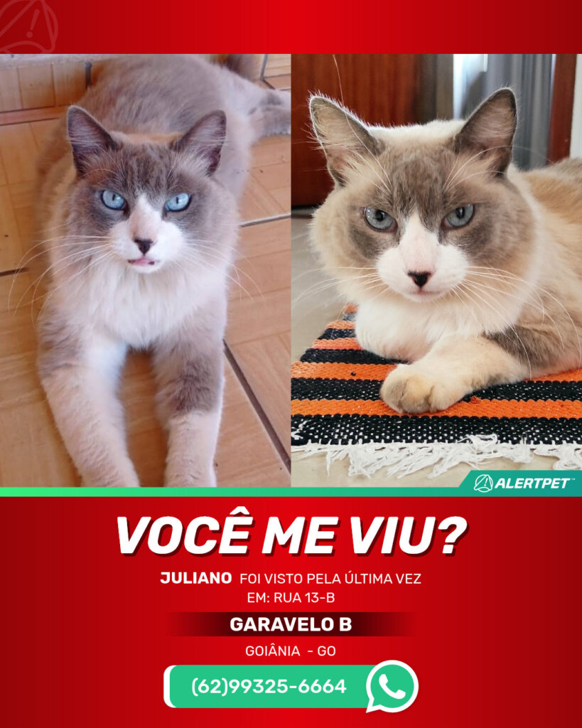 juliano-gato-desaparecido-goiania-29-10-2025_lost_image