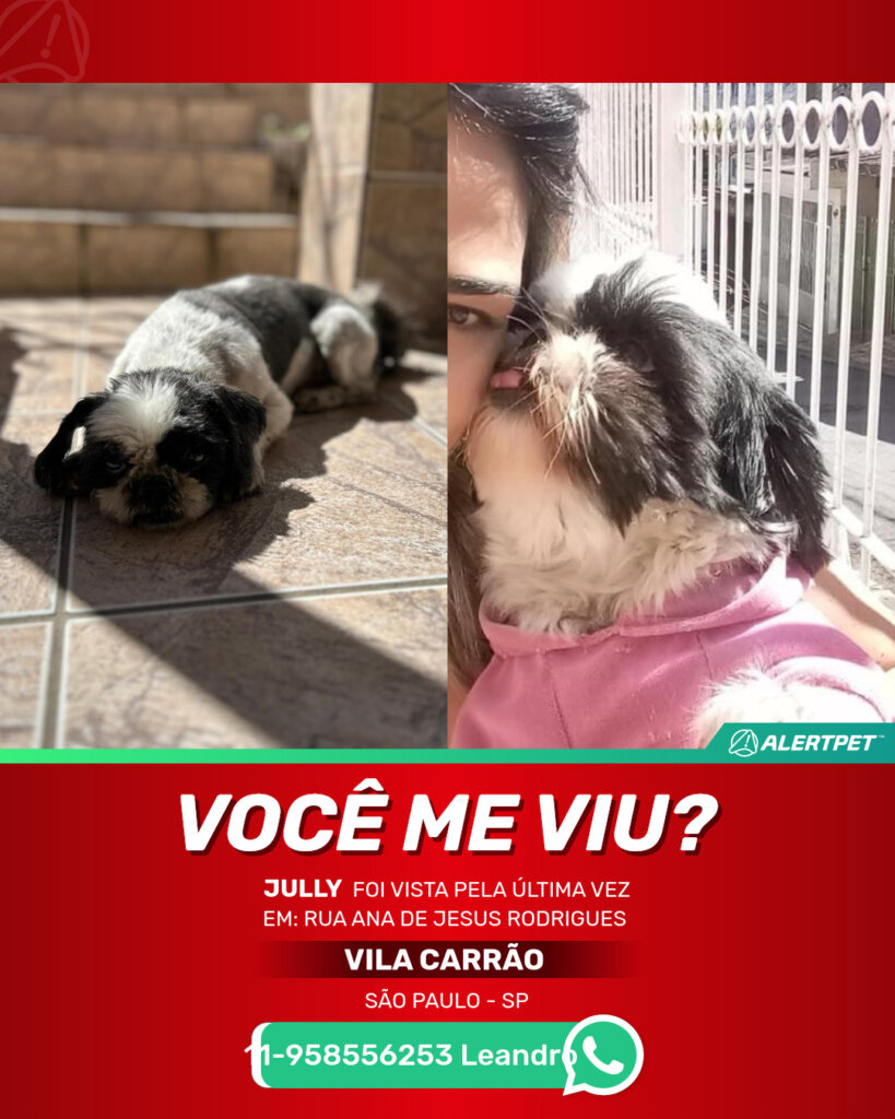 jully-cachorro-desaparecido-sao-paulo-29-10-2025_lost_image