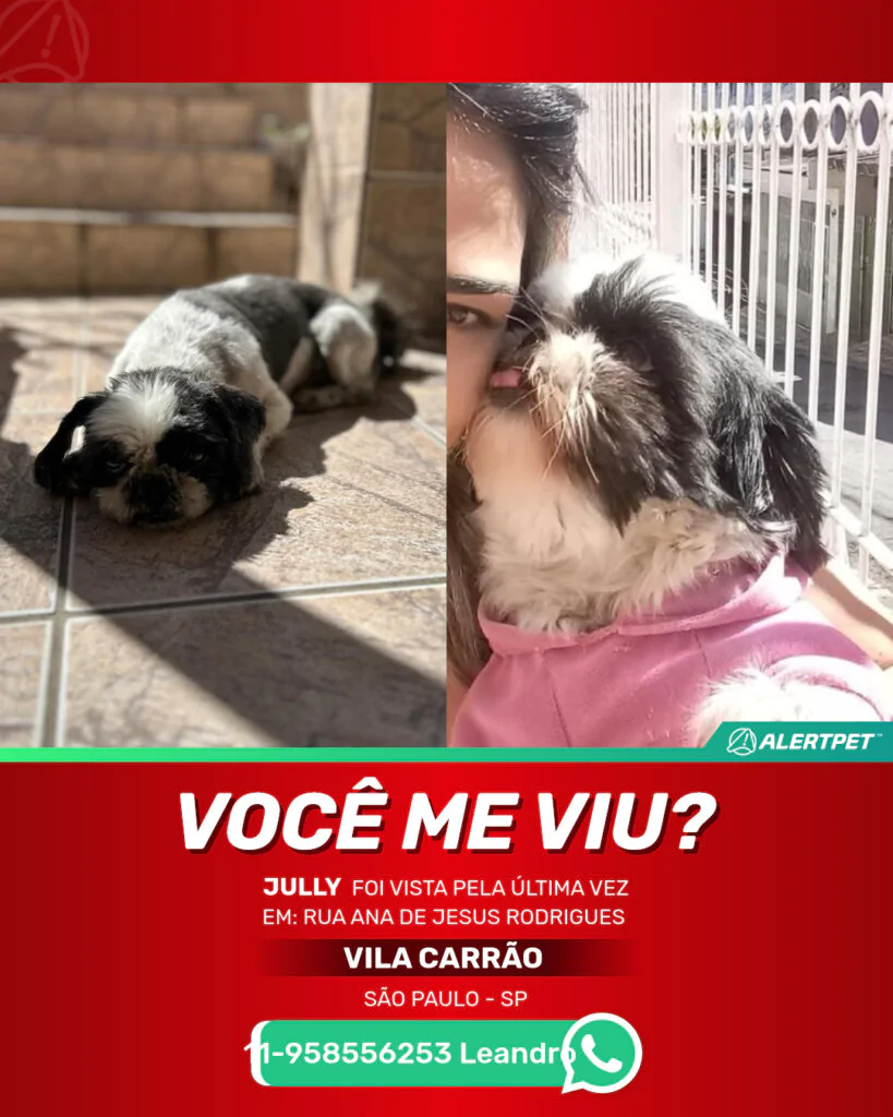jully-cachorro-desaparecido-sao-paulo-29-10-2025_lost_image