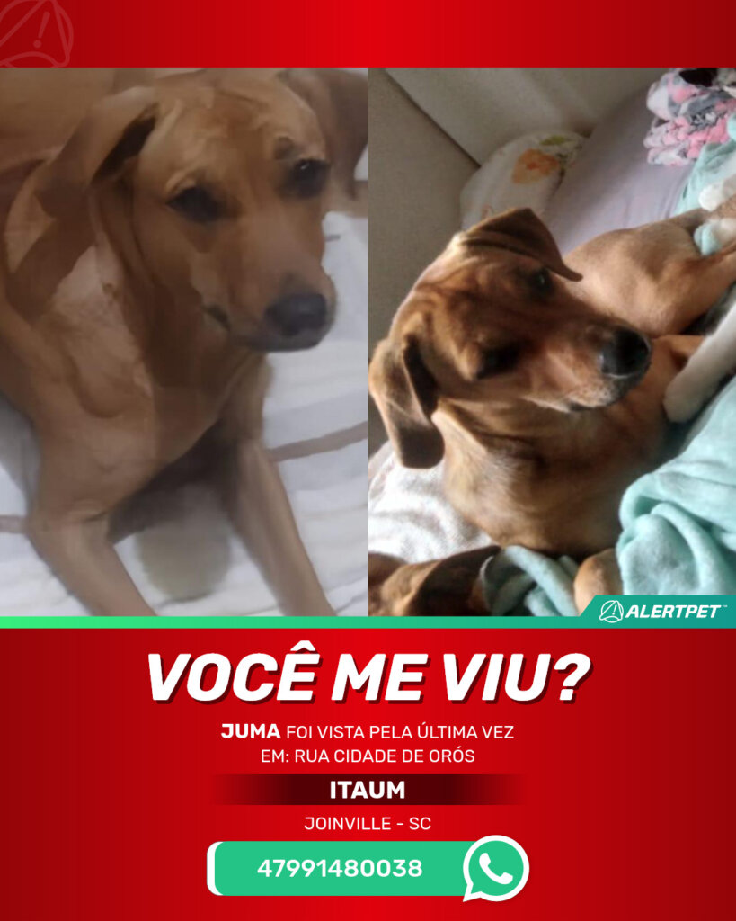 juma-cachorro-desaparecido-joinville-10-10-2025-2_lost_image