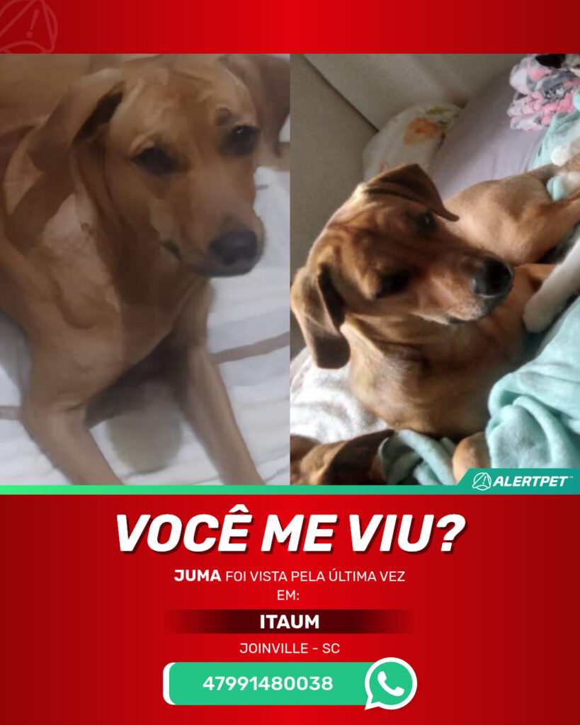 juma-cachorro-desaparecido-joinville-10-10-2025-2_lost_image