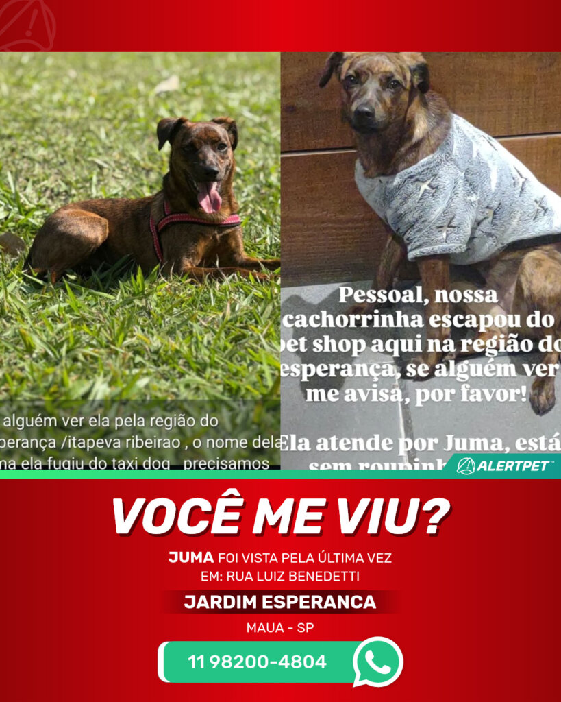 juma-cachorro-desaparecido-maua-23-10-2025_lost_image