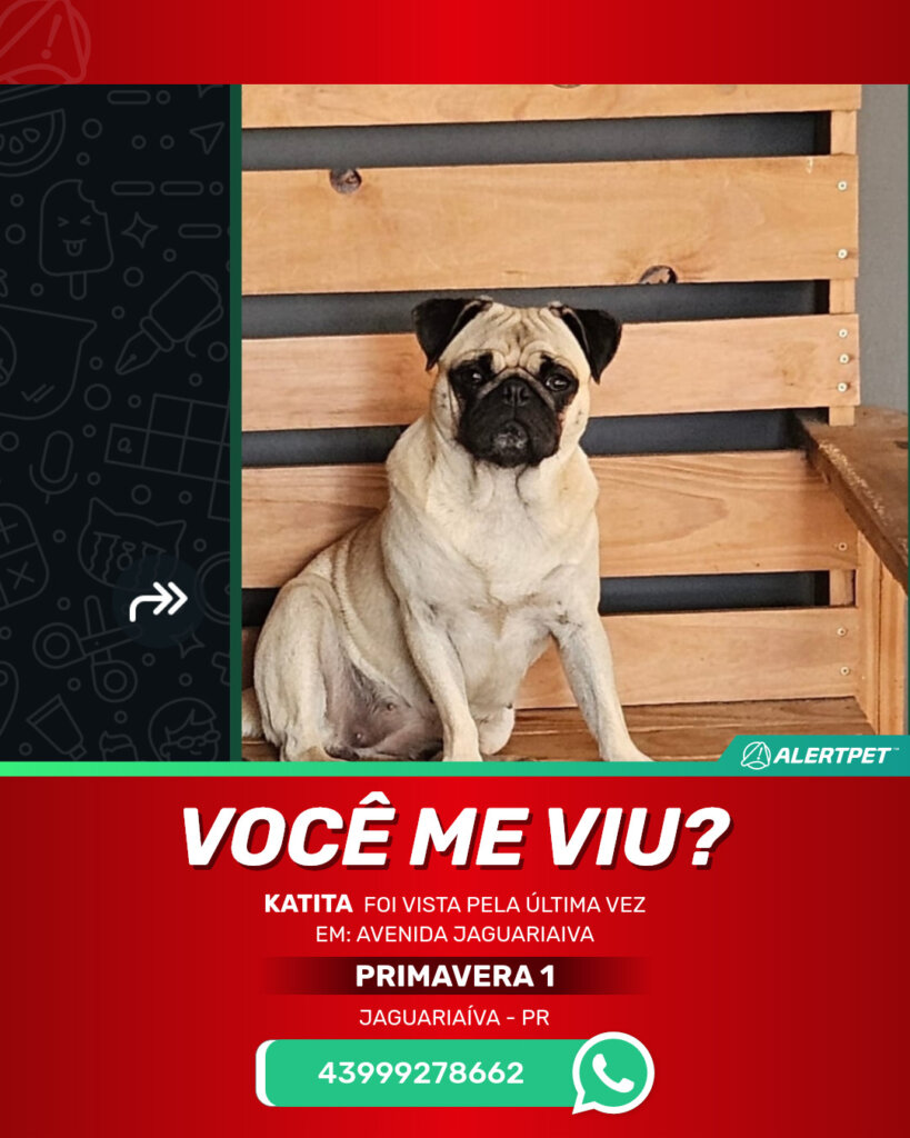 katita-cachorro-desaparecido-jaguariaiva-24-10-2025_lost_image