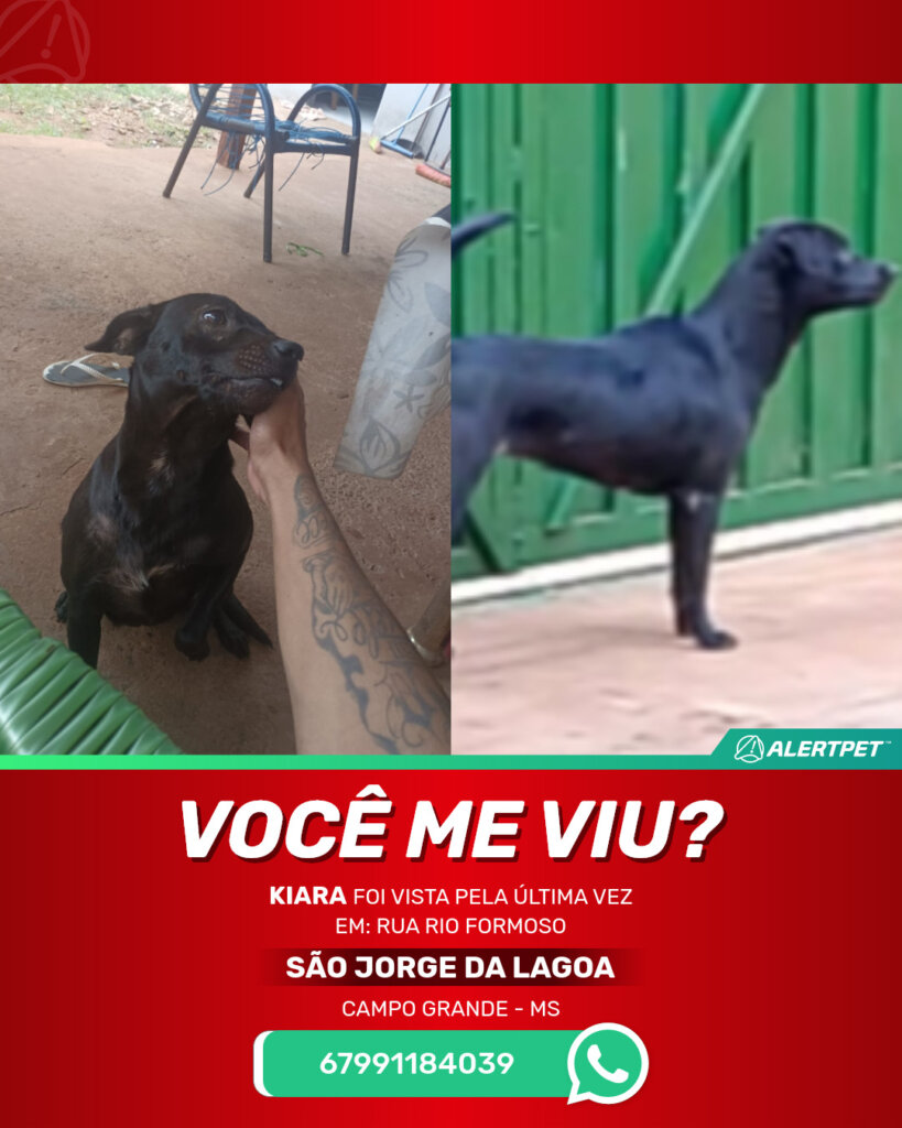 kiara-cachorro-desaparecido-campo-grande-25-10-2025_lost_image