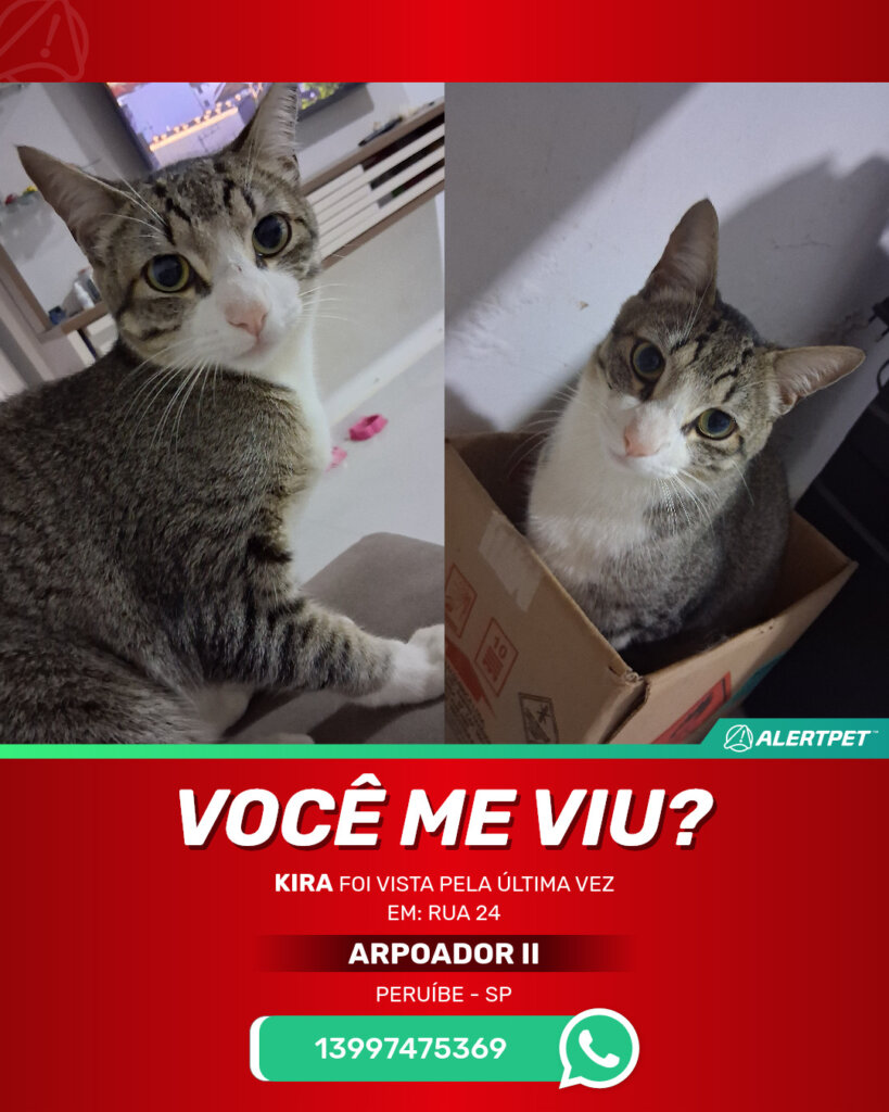 kira-gato-desaparecido-peruibe-23-10-2025_lost_image