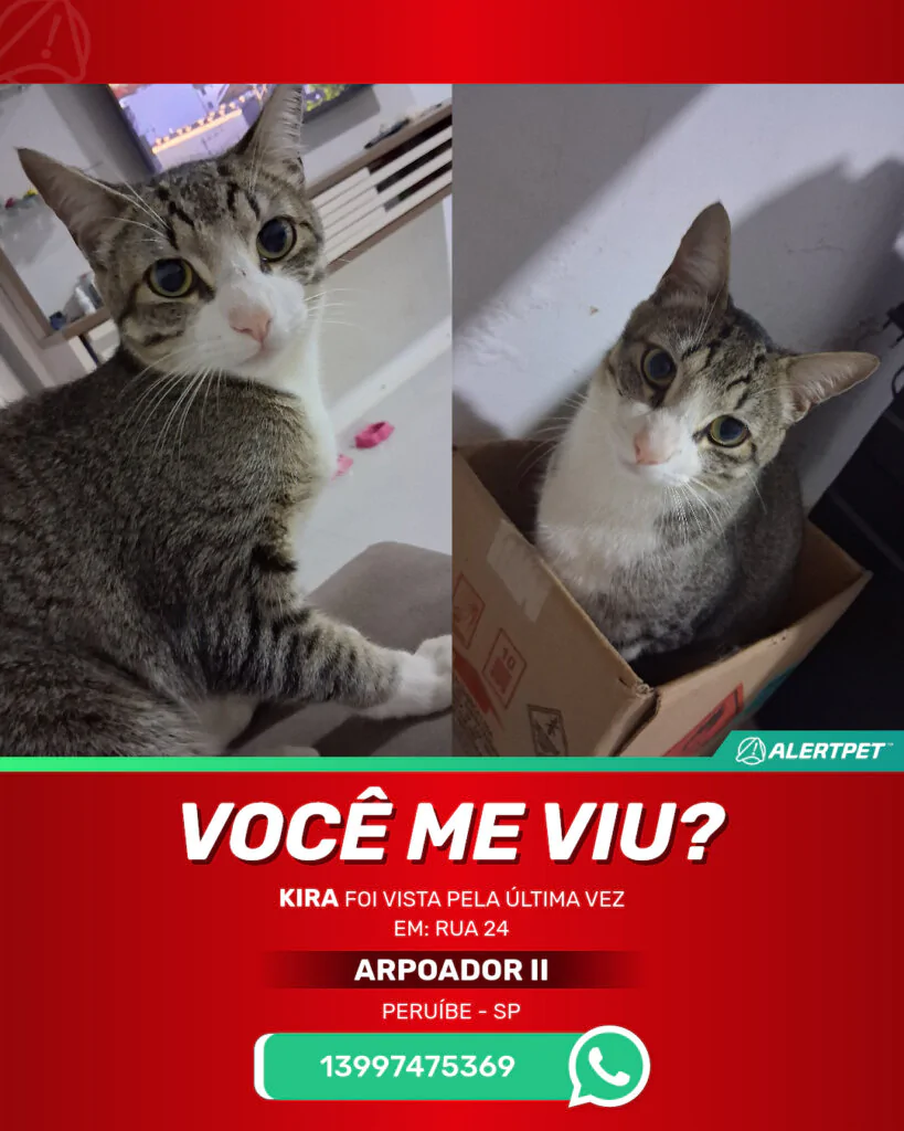 kira-gato-desaparecido-peruibe-23-10-2025_lost_image