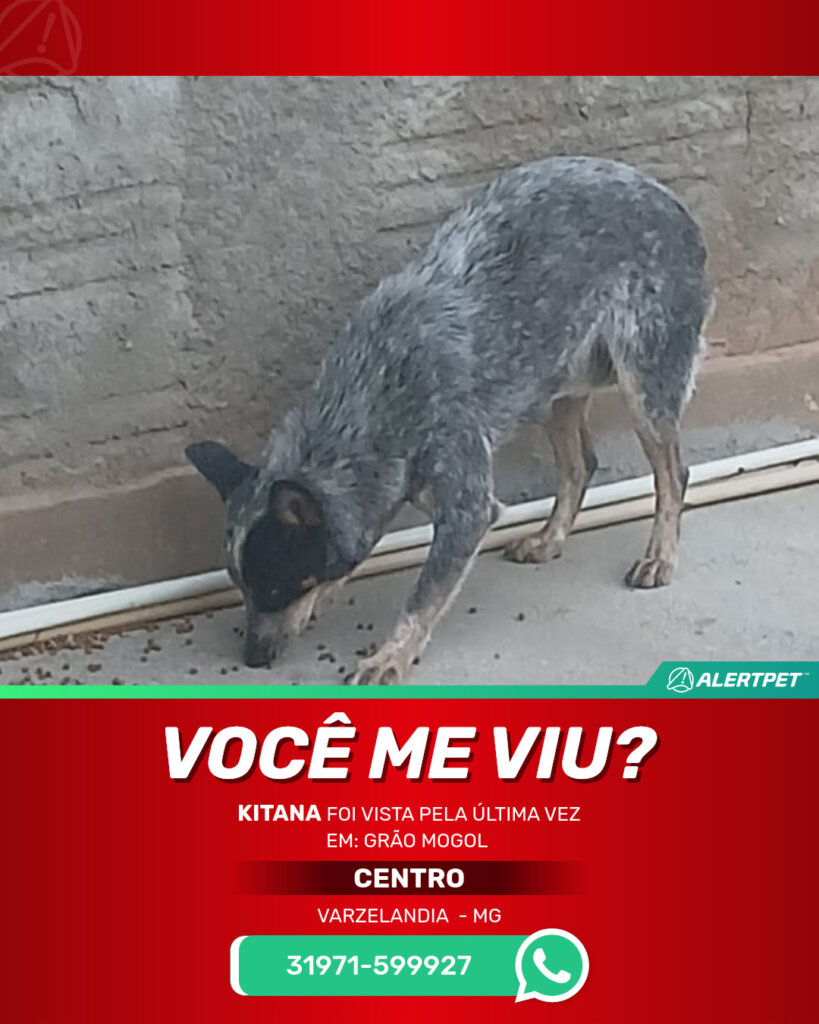 kitana-cachorro-desaparecido-varzelandia-28-10-2025_lost_image