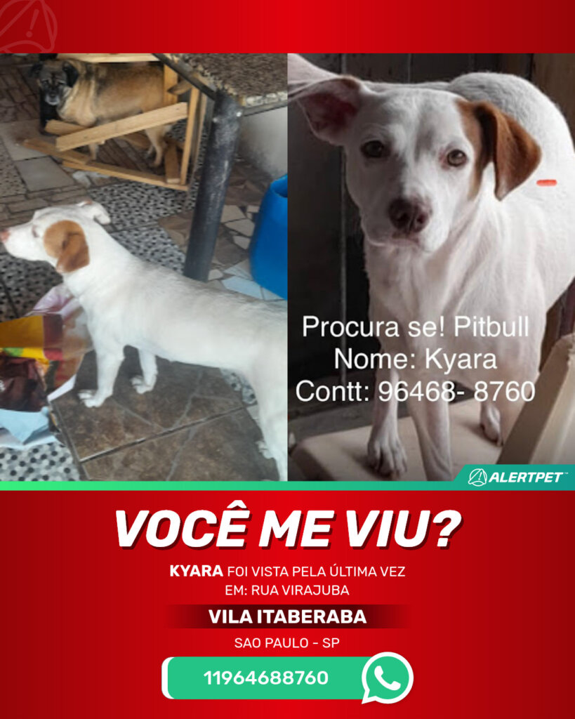 kyara-cachorro-desaparecido-sao-paulo-31-10-2025_lost_image