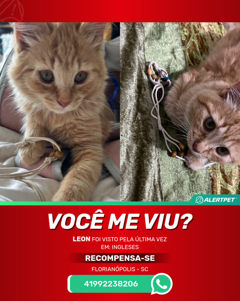 leon-gato-desaparecido-florianopolis-17-10-2025_lost_image