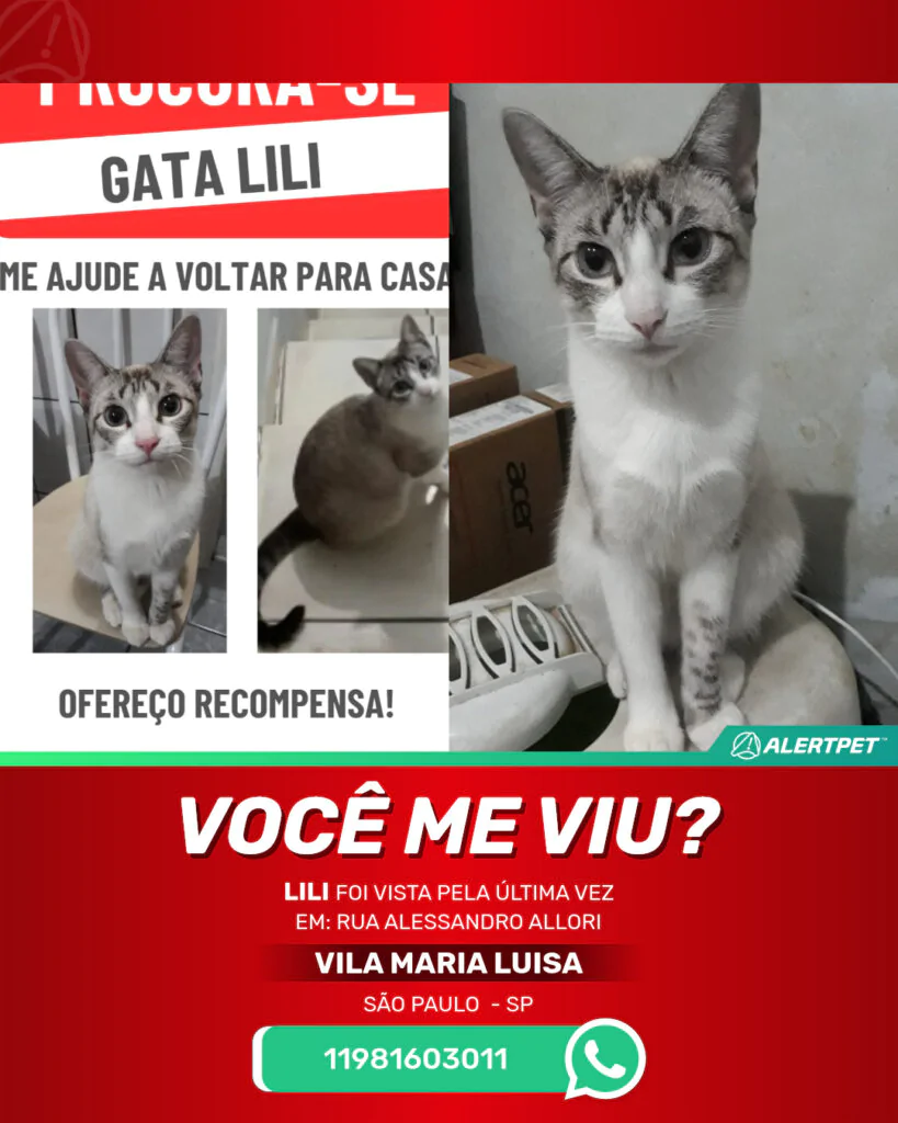 lili-gato-desaparecido-sao-paulo-29-10-2025_lost_image